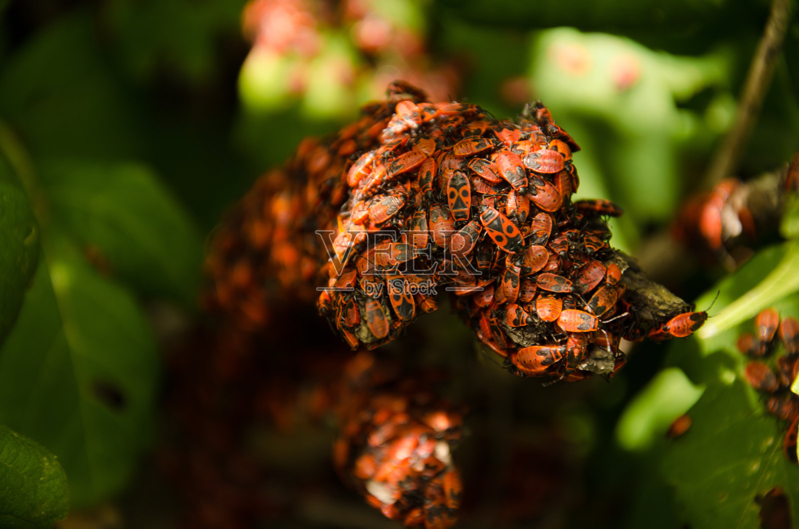 多只兵甲虫照片摄影图片
