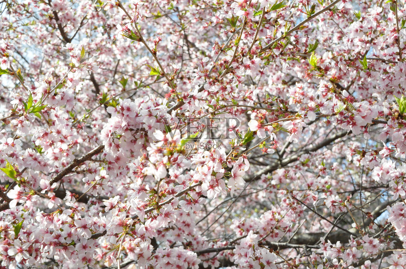 中央公园的樱花照片摄影图片