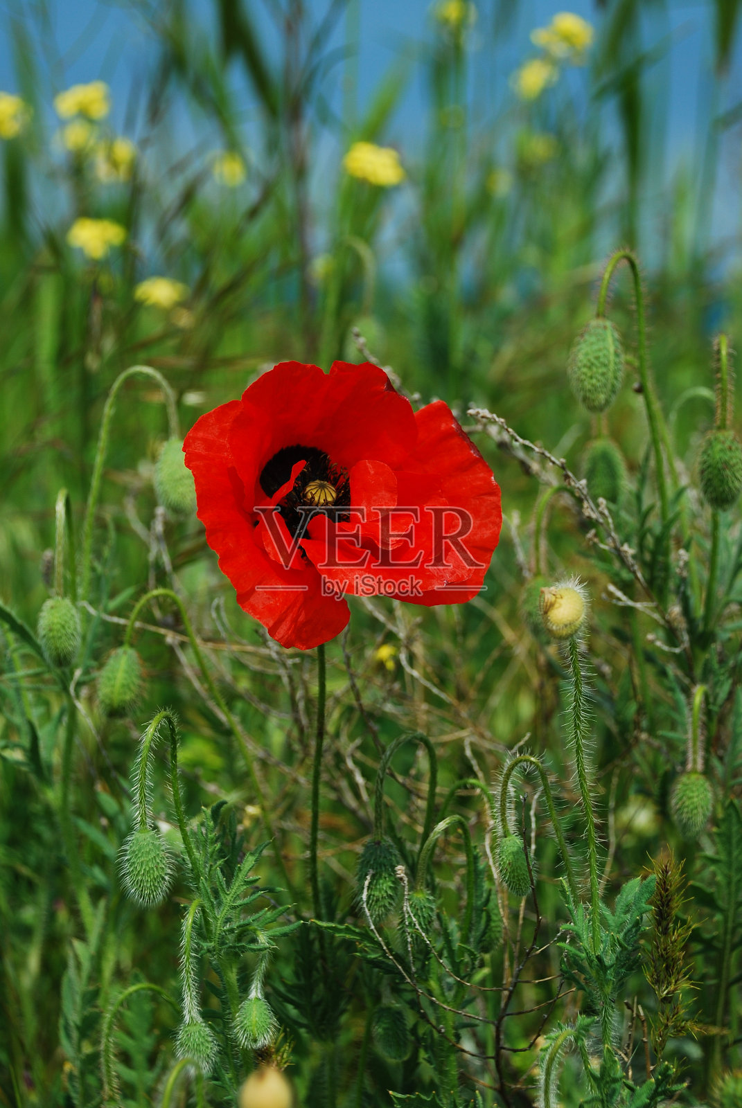 木偶照片摄影图片