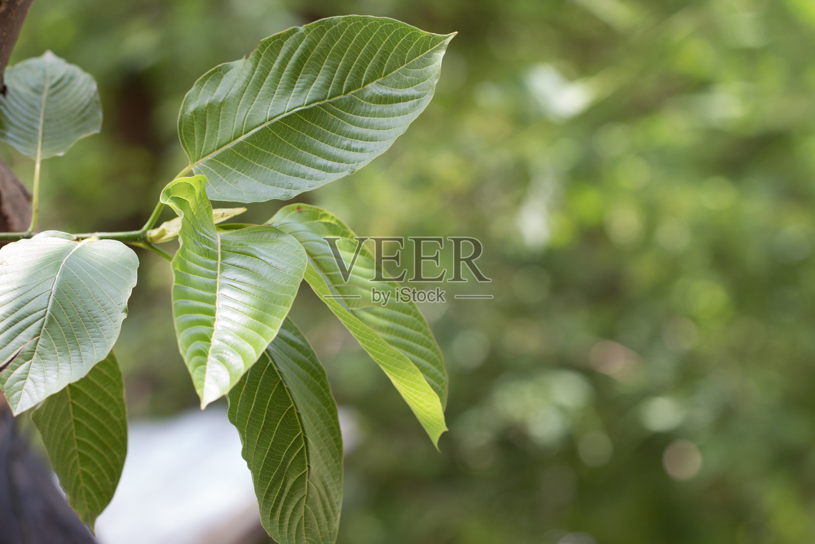 Kratom (Mitragyna speciosa) Mitragynine。毒品和毒品照片摄影图片