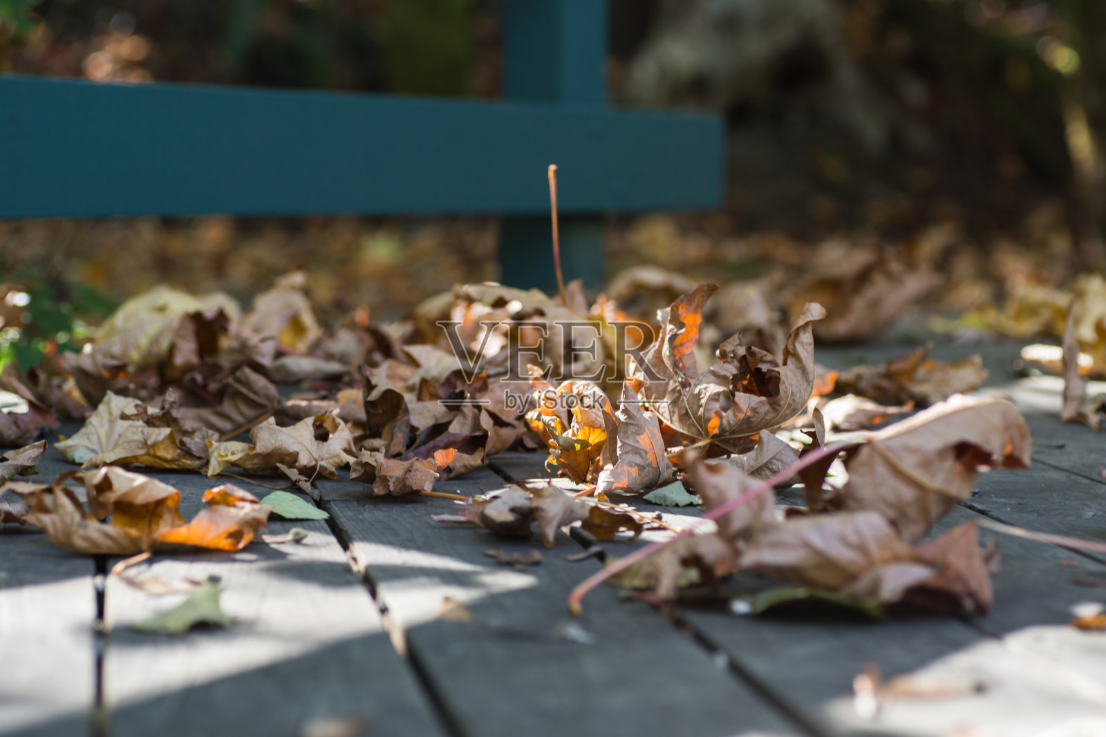秋天的落叶照片摄影图片