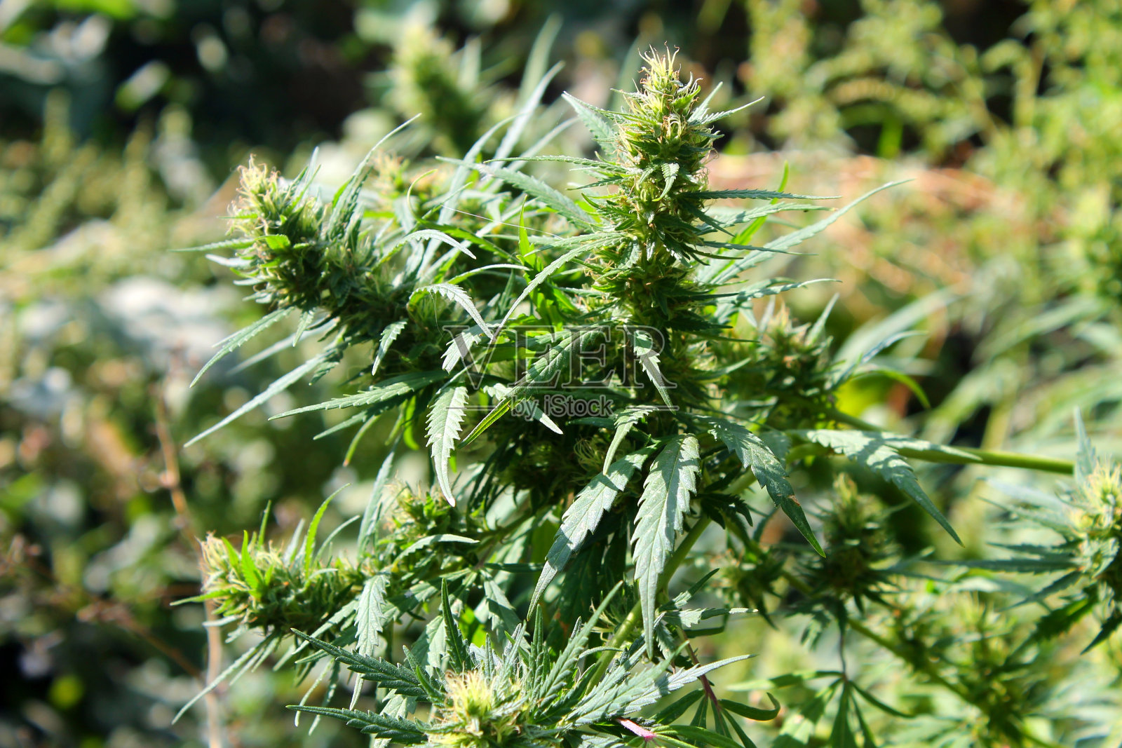 大麻照片摄影图片