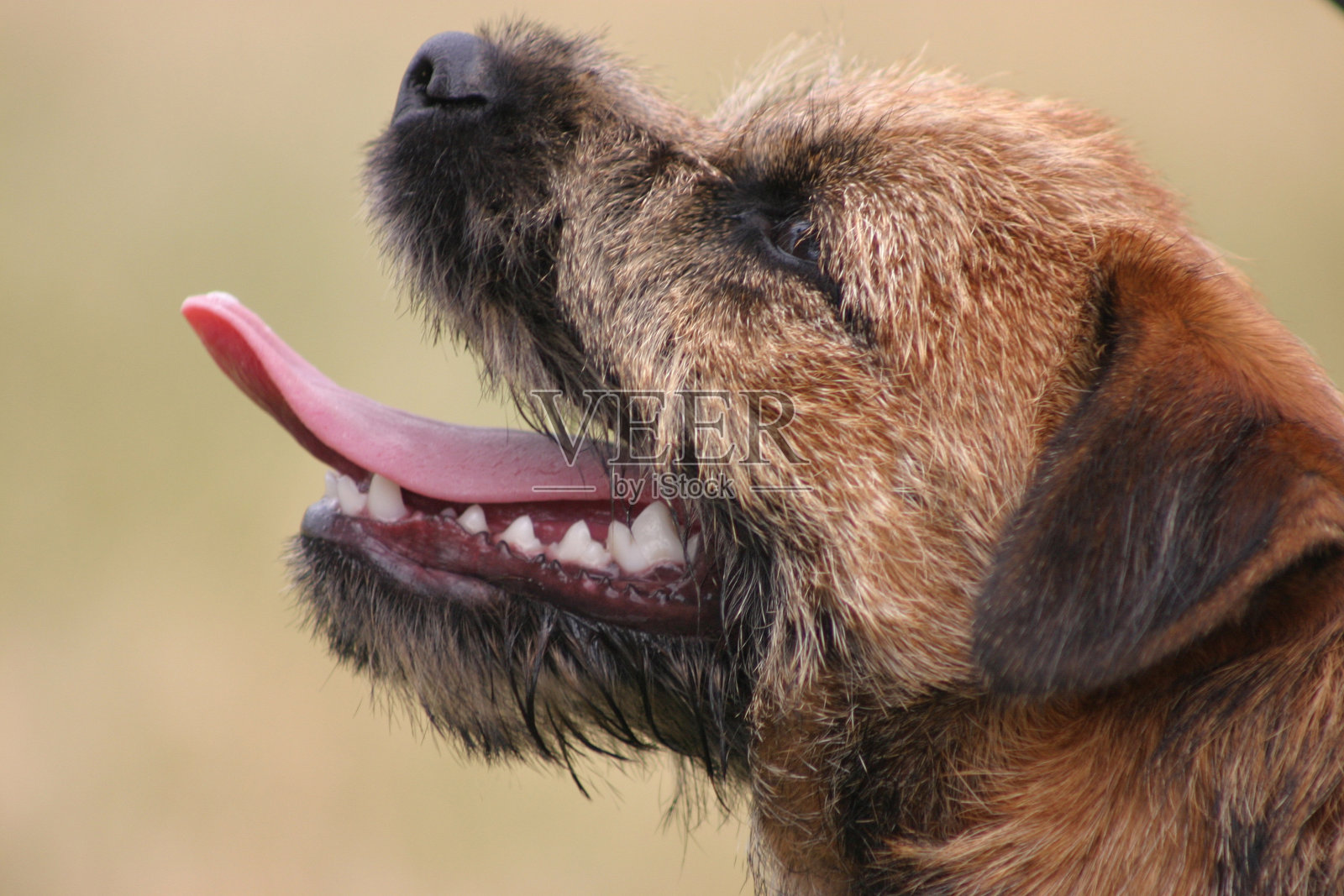 热狗照片摄影图片