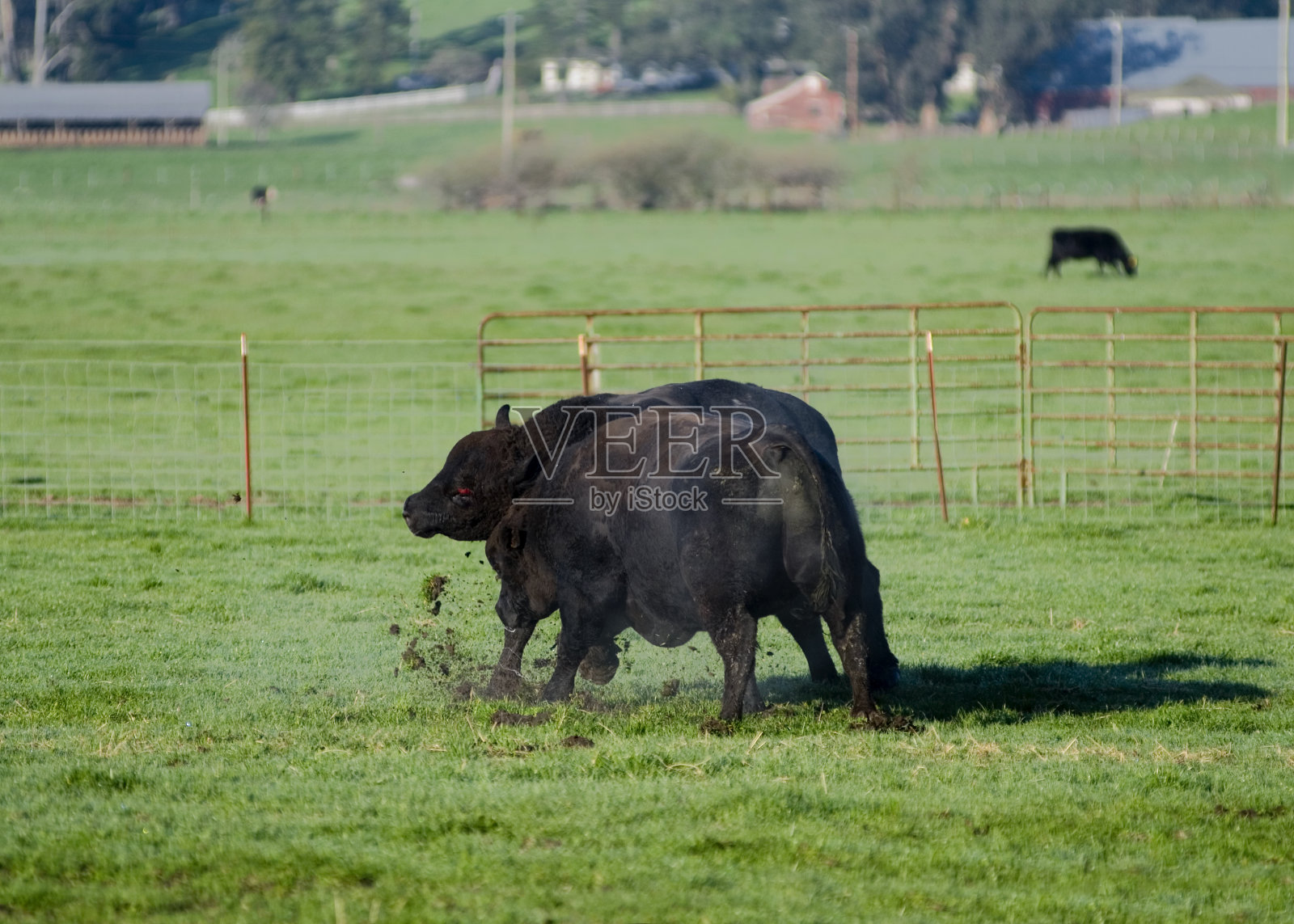 真正的牛打架照片摄影图片
