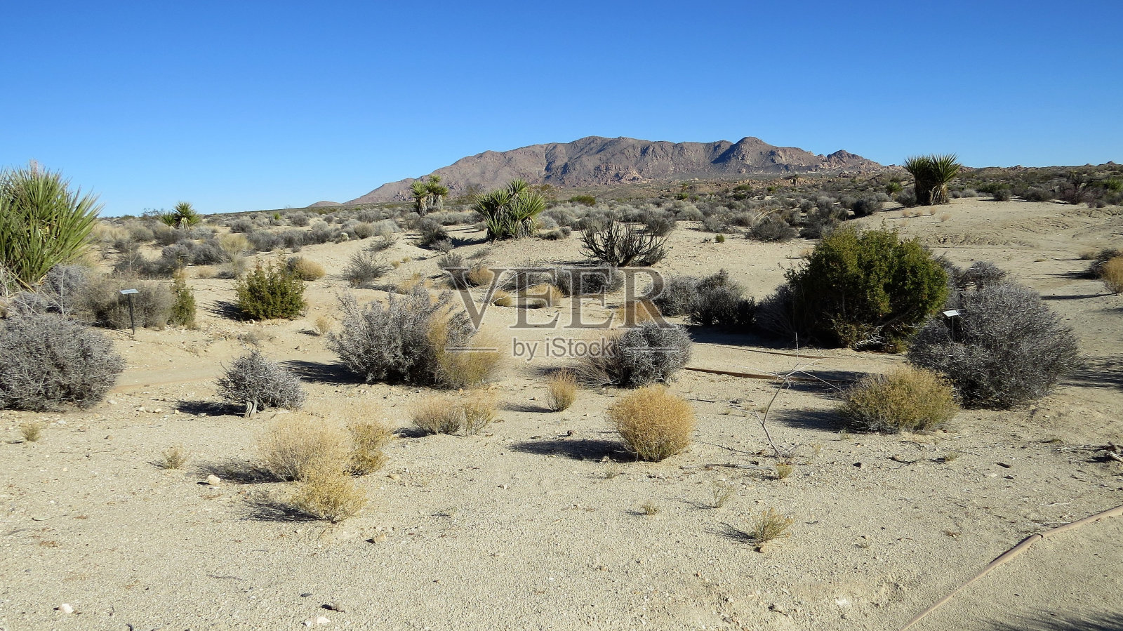 约书亚树国家公园照片摄影图片