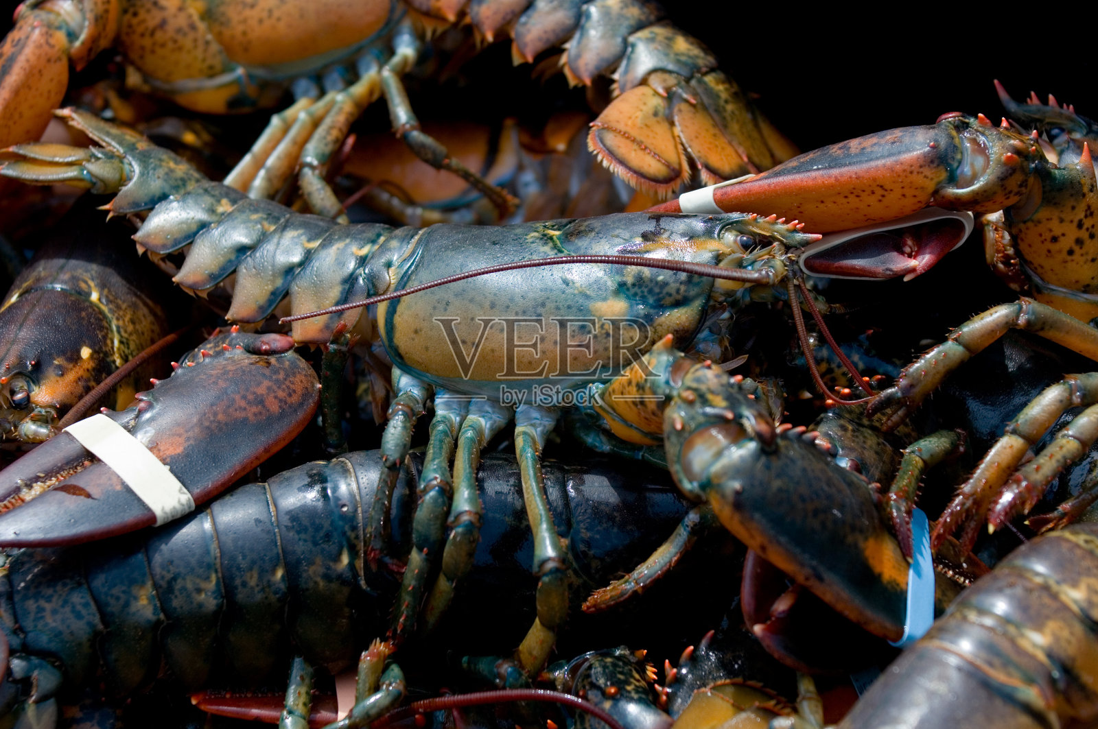 缅因州龙虾照片摄影图片