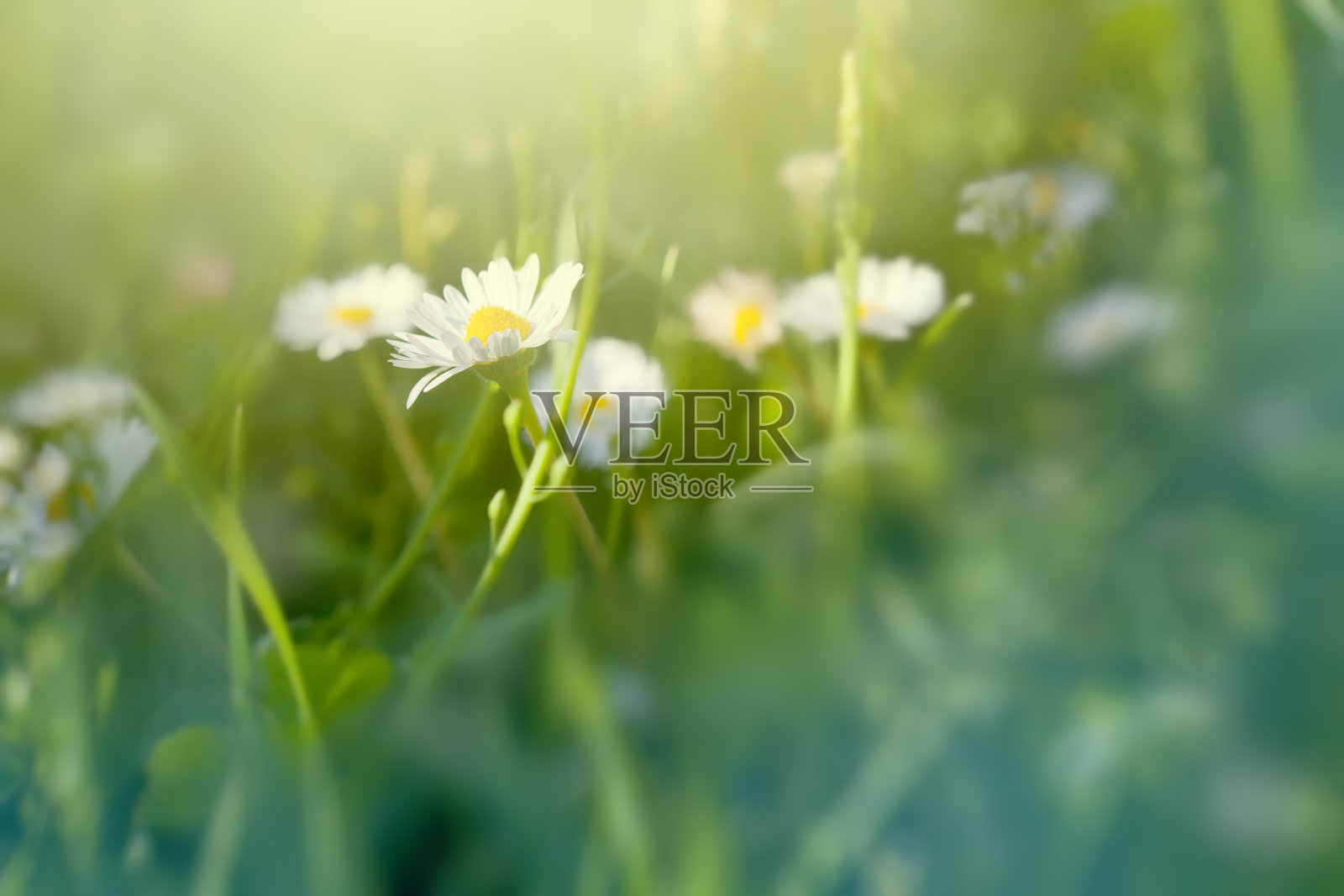 草地照片摄影图片