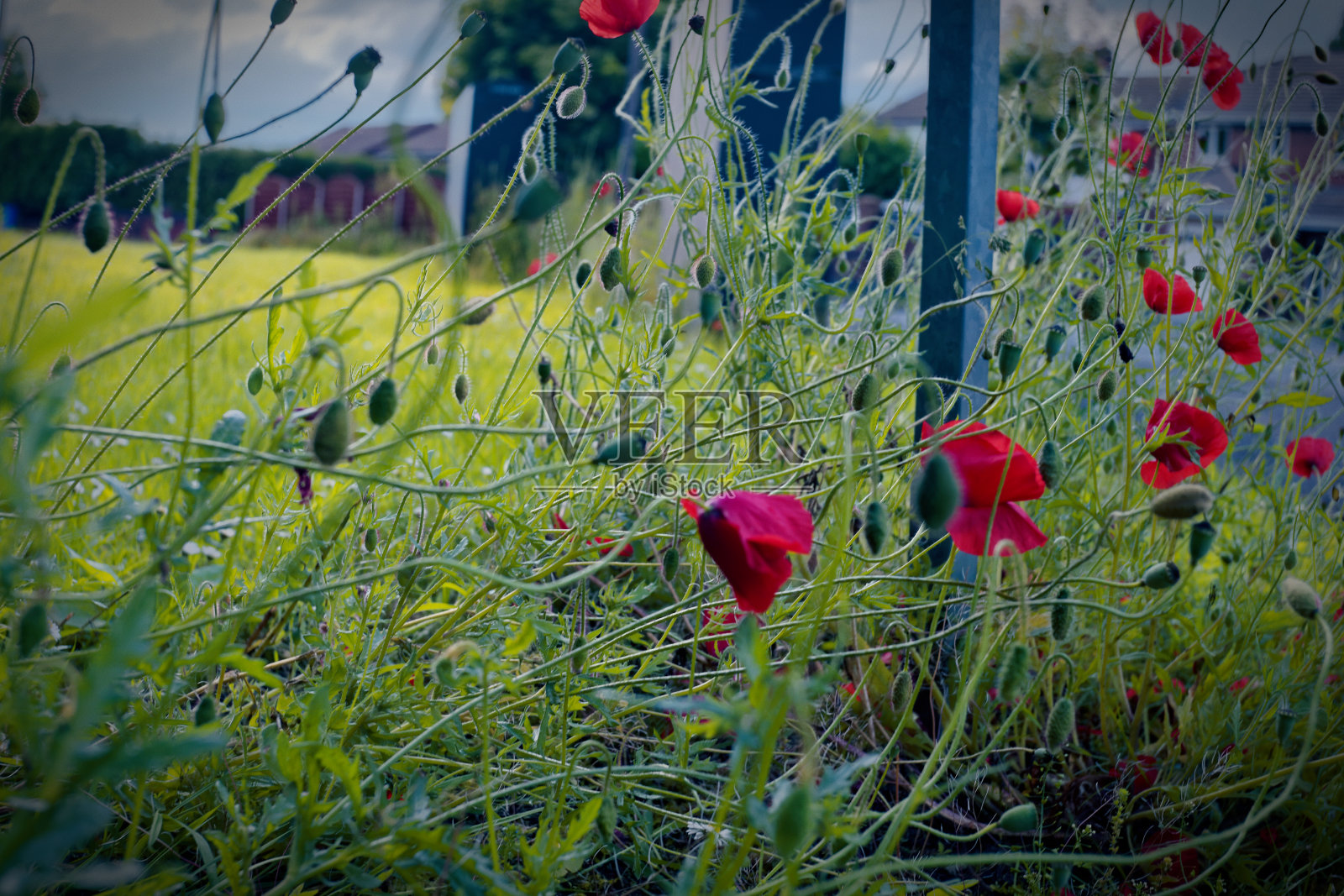 罂粟照片摄影图片