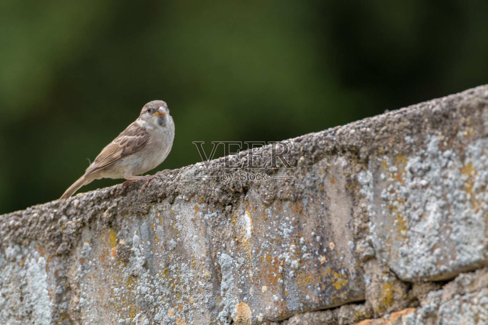 麻雀照片摄影图片