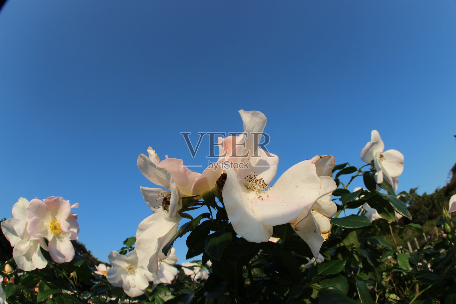 东京的秋季玫瑰园照片摄影图片