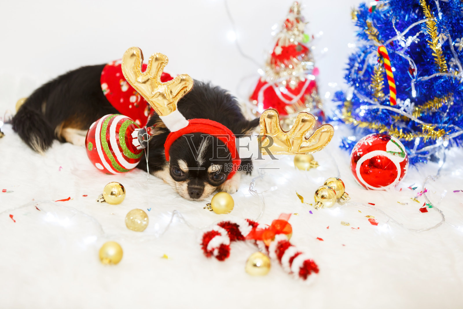 狗和圣诞节照片摄影图片