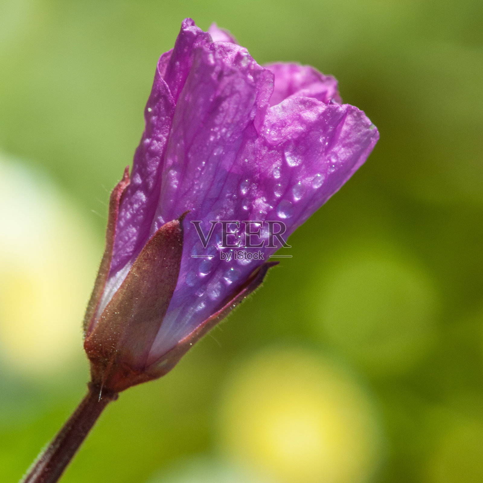 晨露照片摄影图片