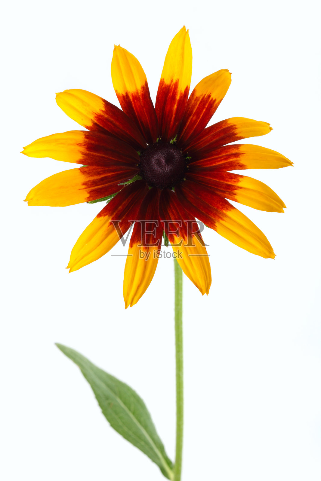 黄雏菊花照片摄影图片