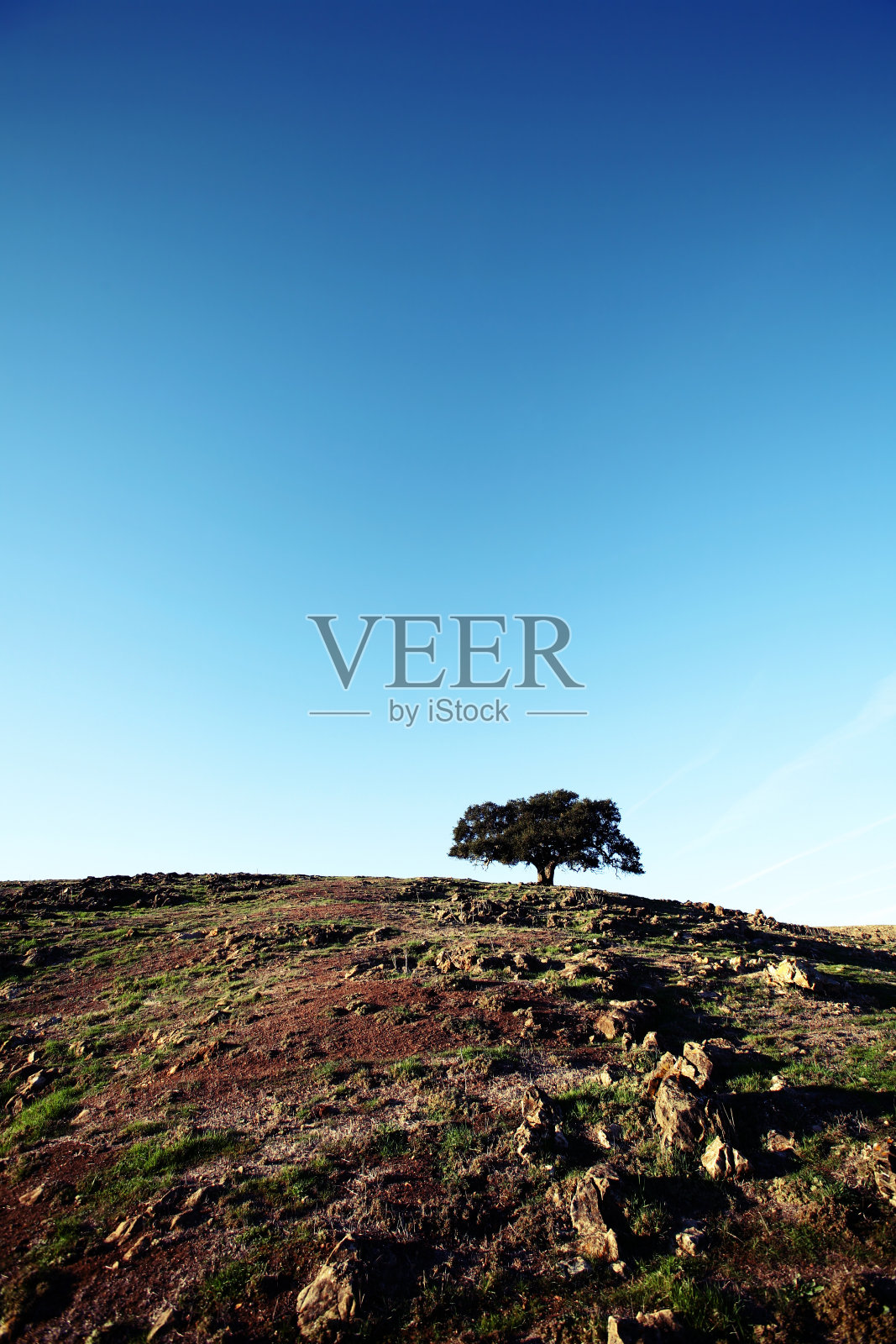 山顶上的一棵树,天空湛蓝照片摄影图片