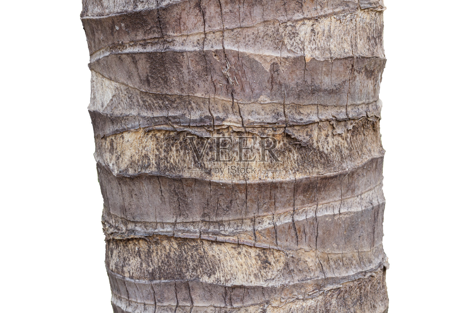 椰子树树干的特写照片摄影图片