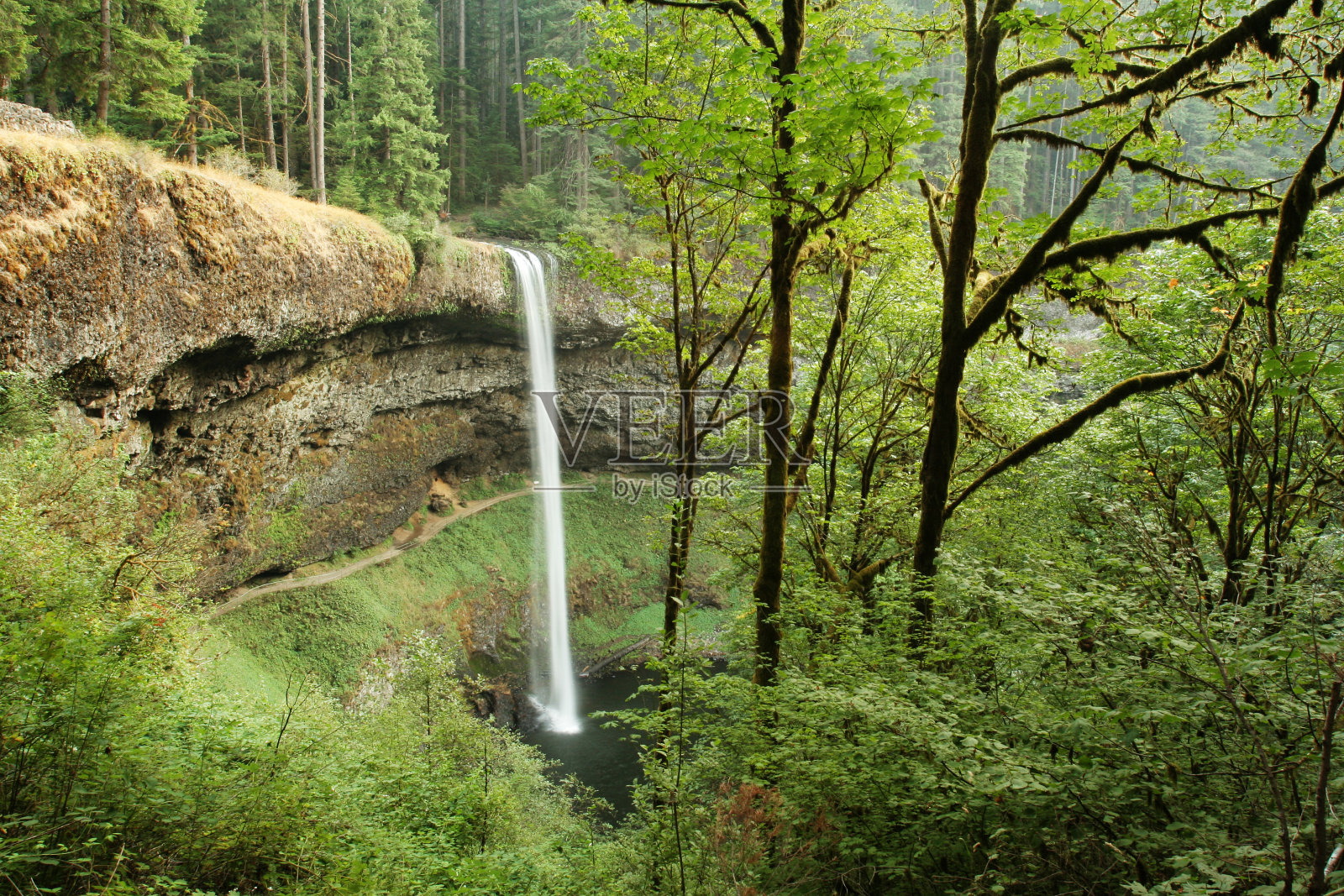 森林中的瀑布照片摄影图片