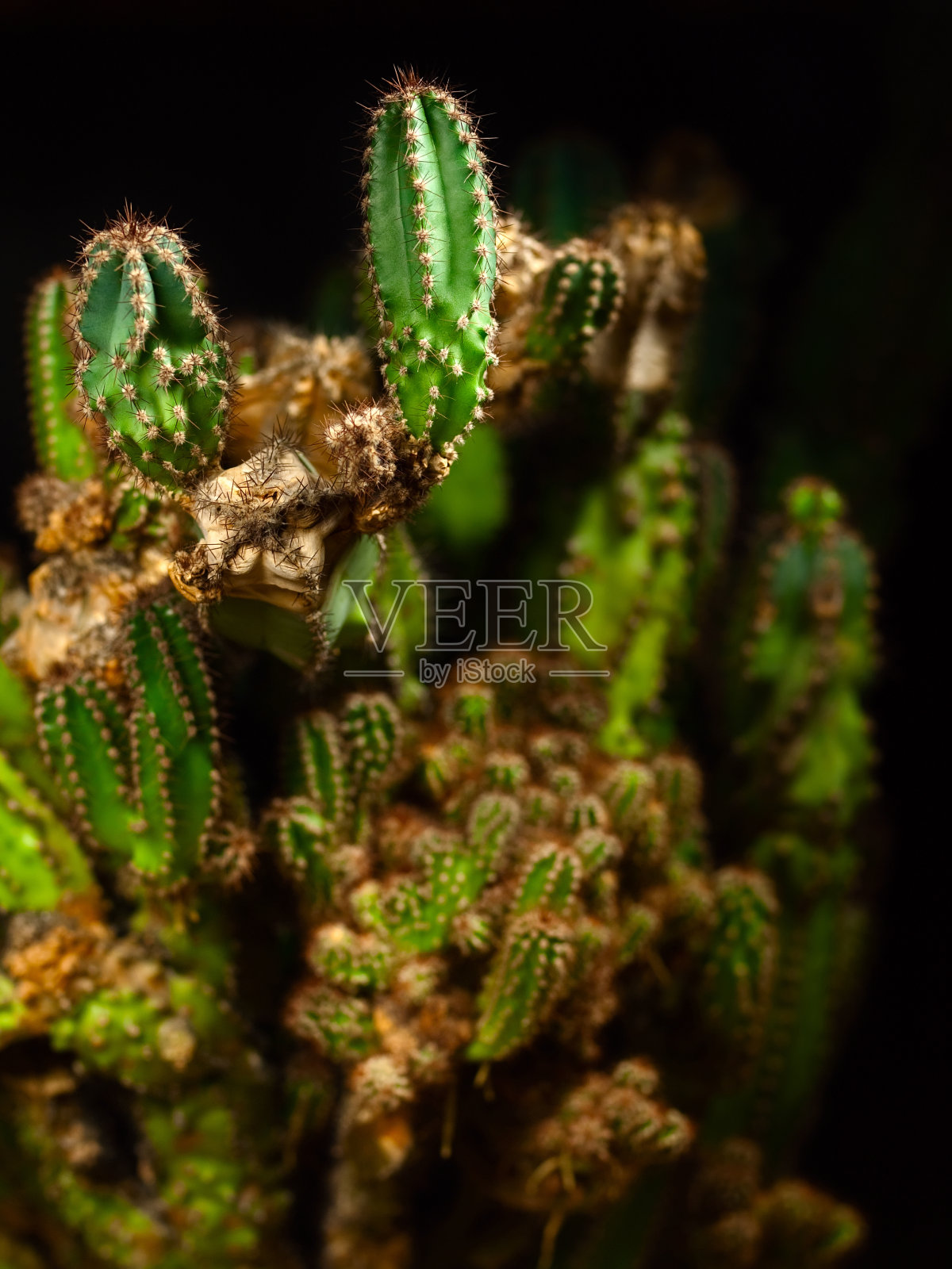 仙人掌照片摄影图片