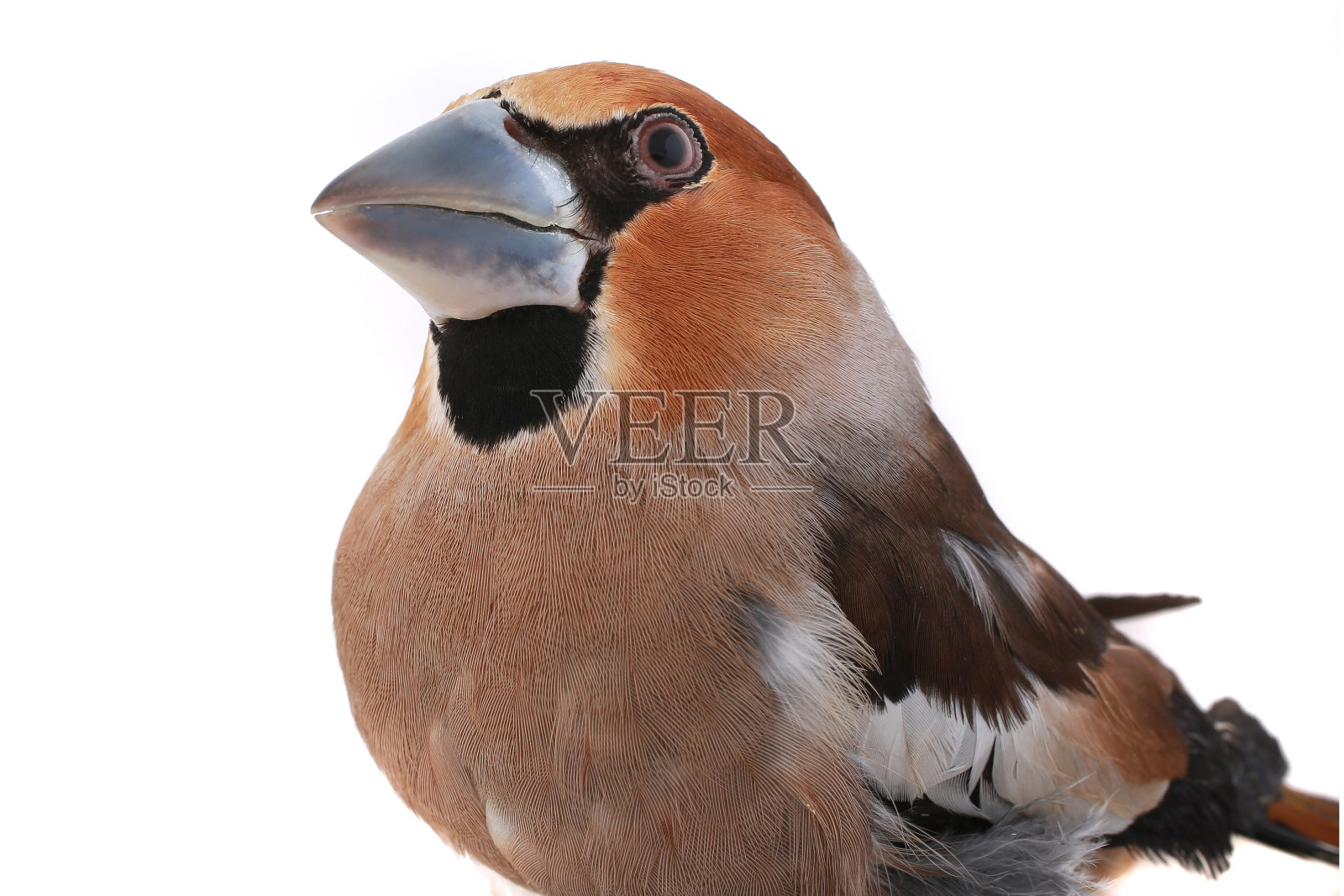 蜡嘴鸟照片摄影图片