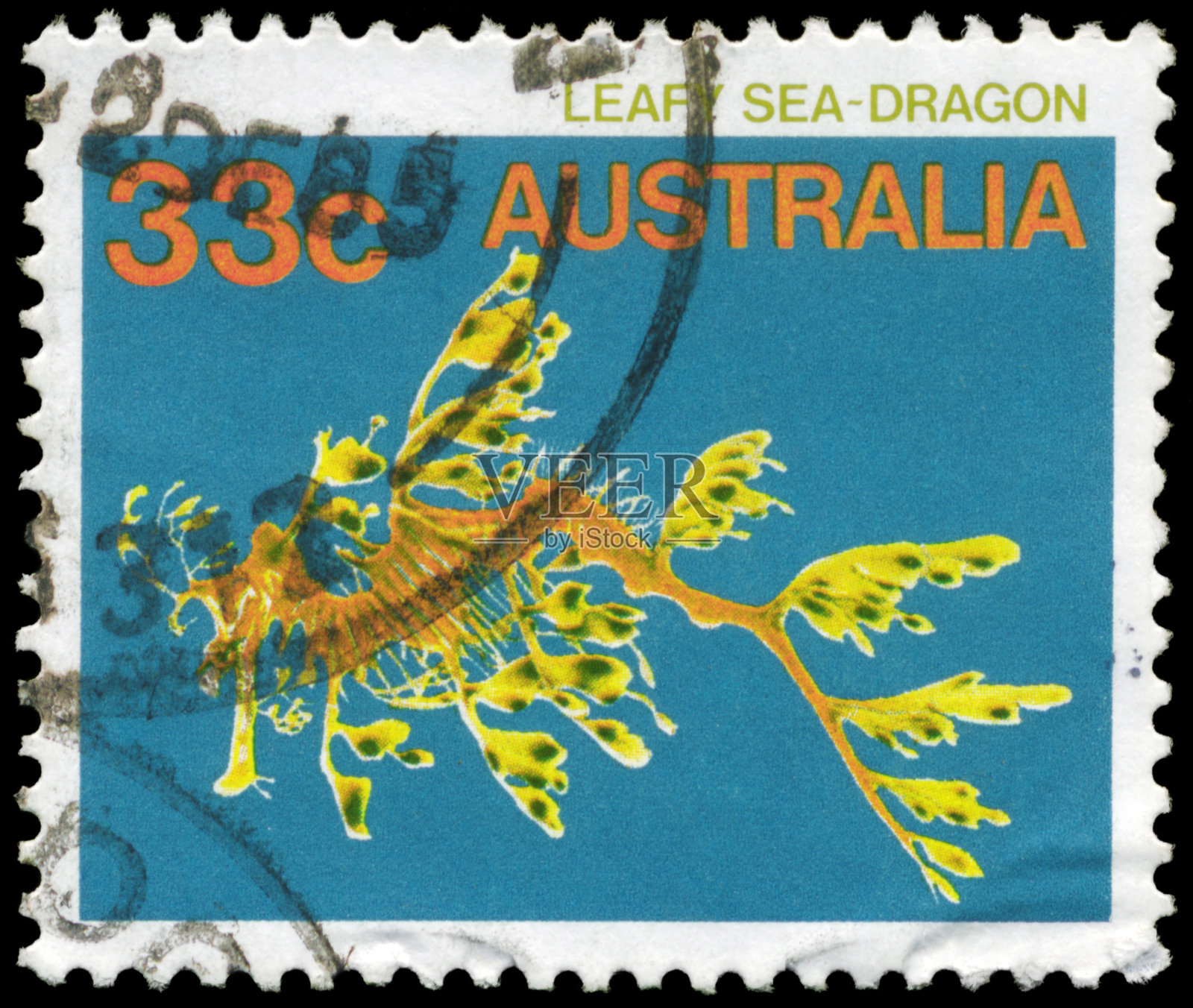 绿叶海龙照片摄影图片