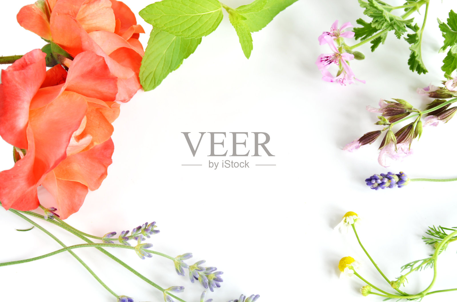 草本植物照片摄影图片