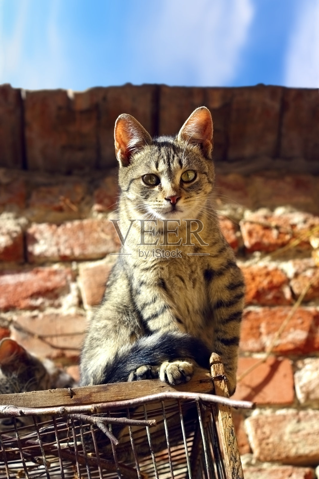 漂亮的小猫看着相机照片摄影图片