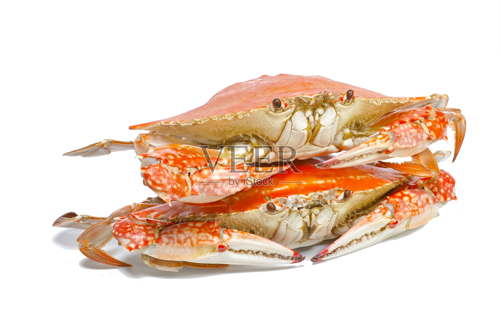 两只清蒸梭子蟹孤立在白色背景上照片摄影图片