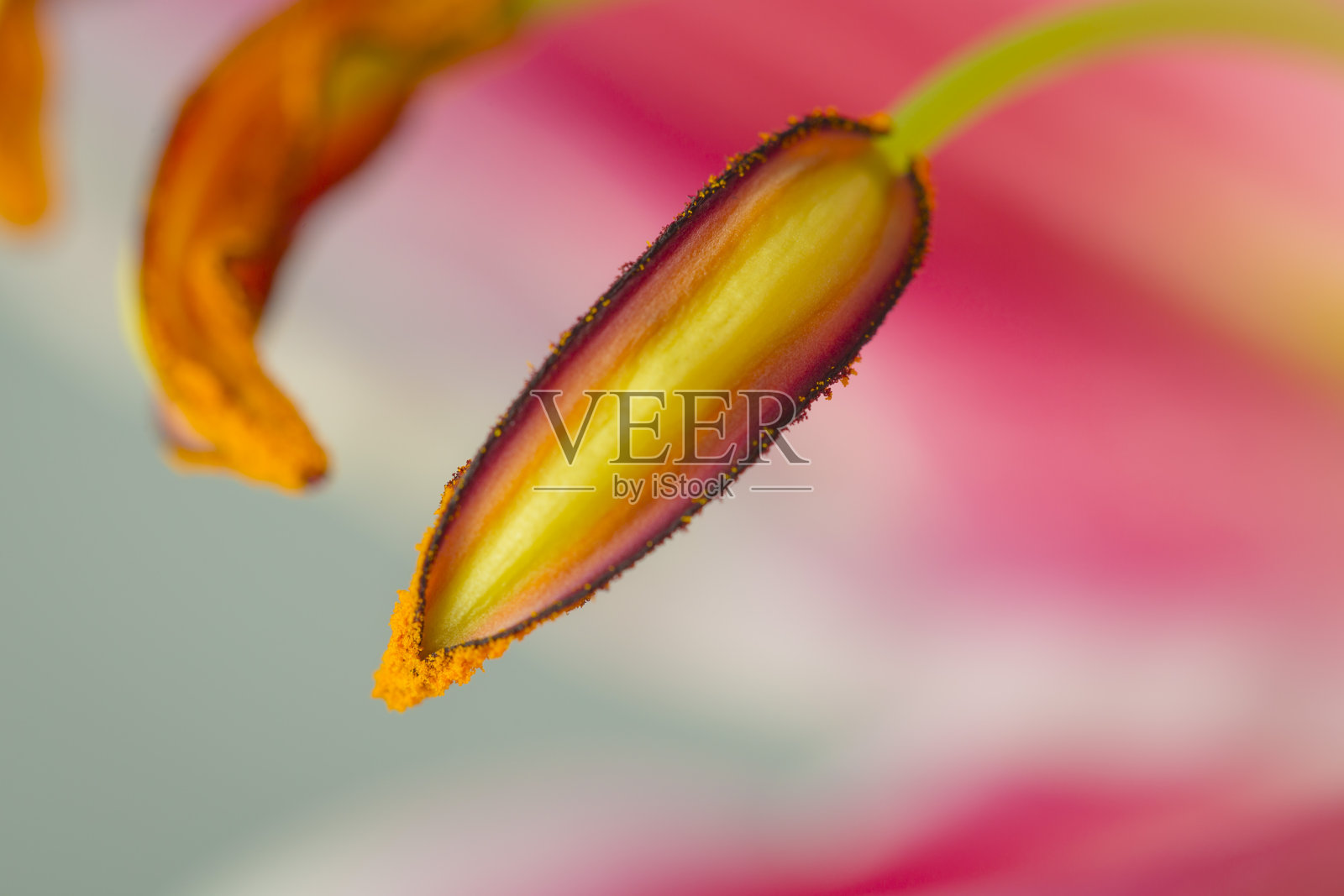 大粉色百合花仍然有雌蕊和花瓣照片摄影图片