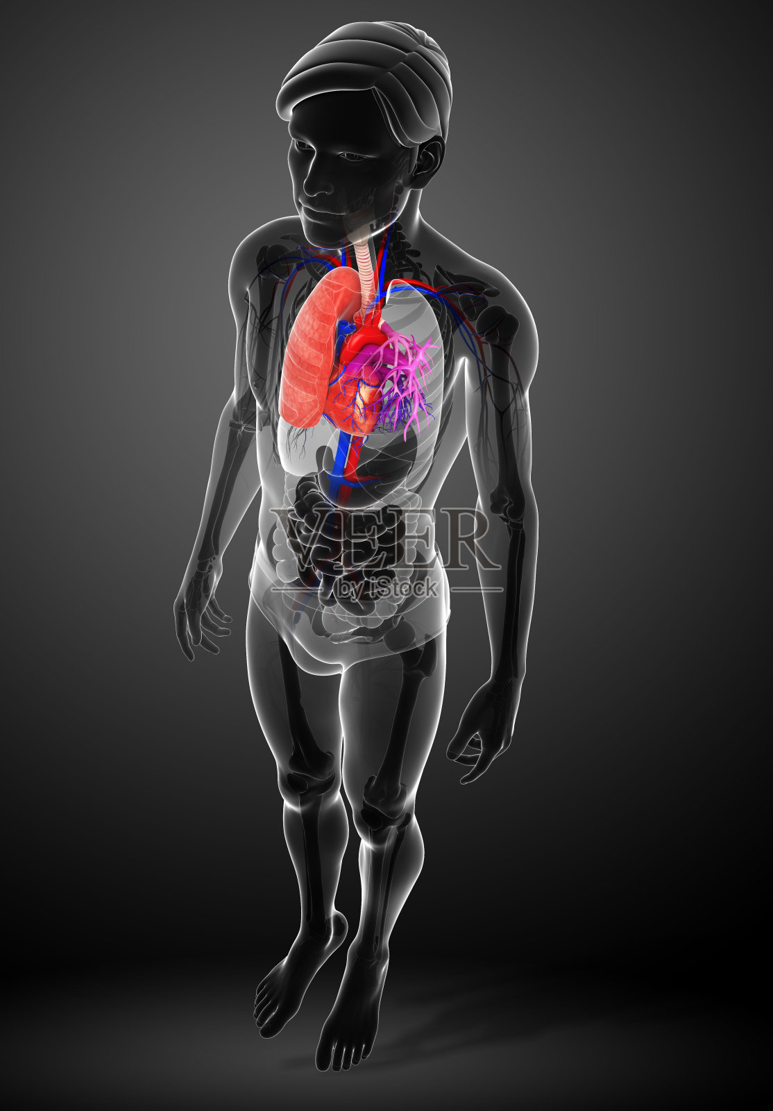 男性肺解剖照片摄影图片