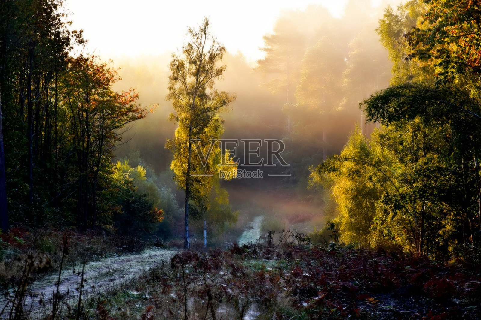森林的路径照片摄影图片