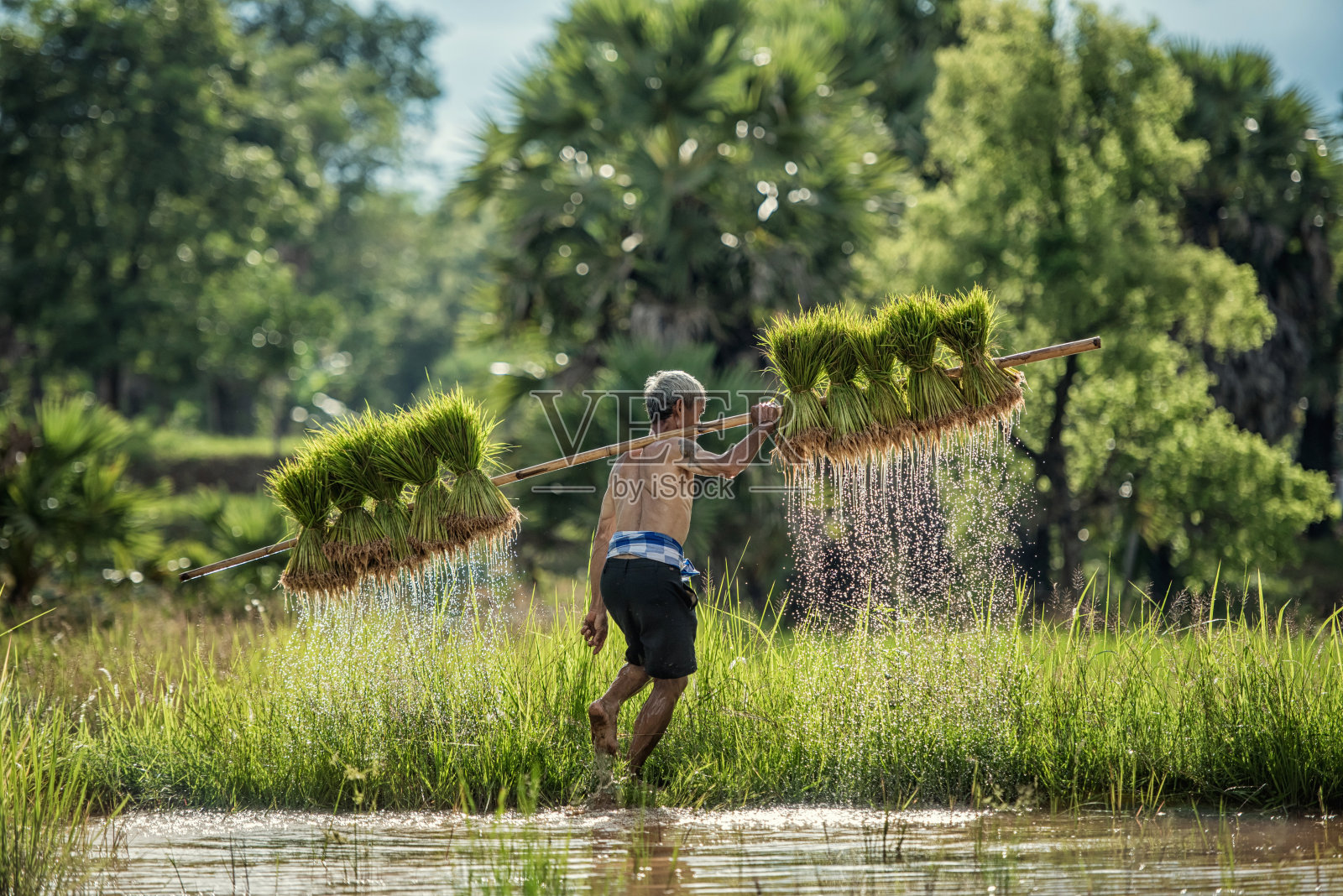 勤劳的农民在绿油油的稻田里抱着稻子。照片摄影图片