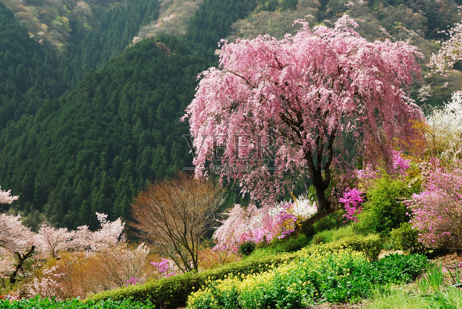 樱桃照片摄影图片