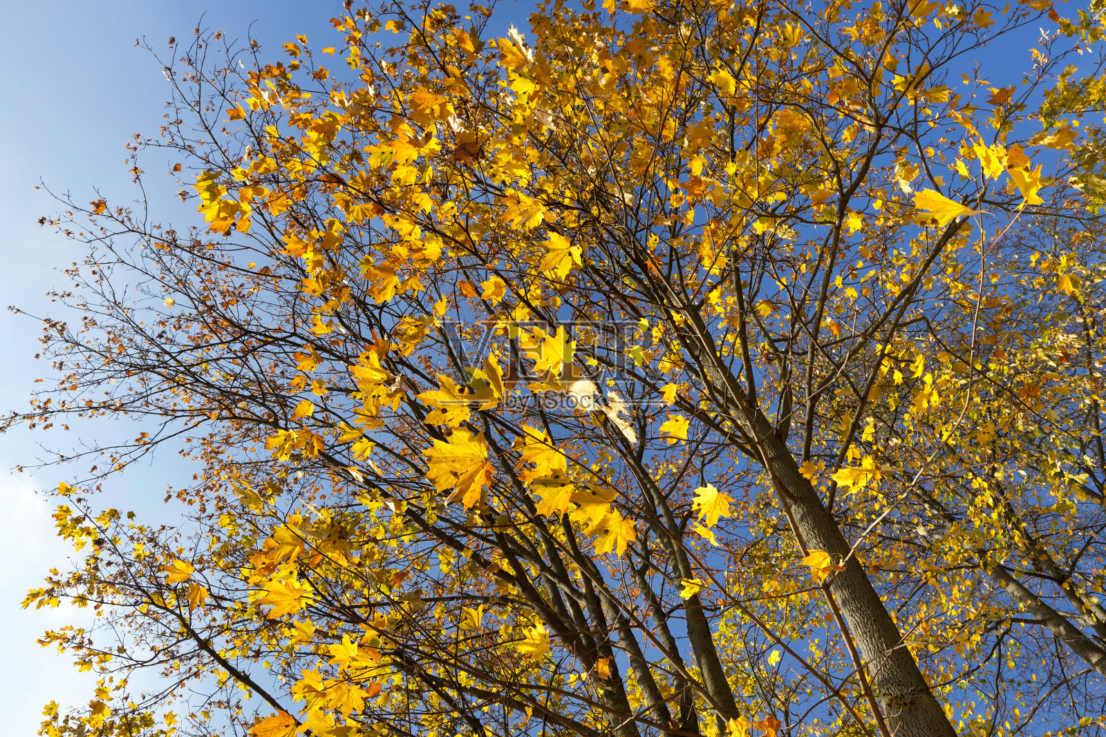 树上的叶子照片摄影图片