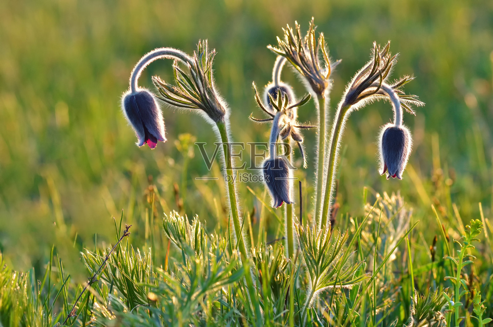 在三月的一个早晨,山白头翁(蒙大拿州白头翁)正在开花照片摄影图片