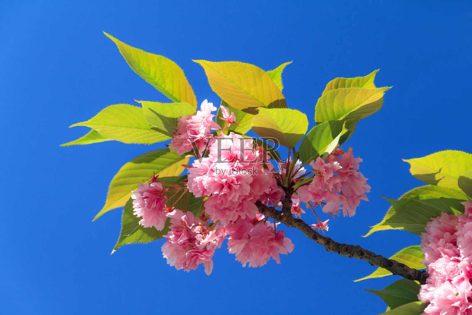 粉红色的花蓝色的天空照片摄影图片