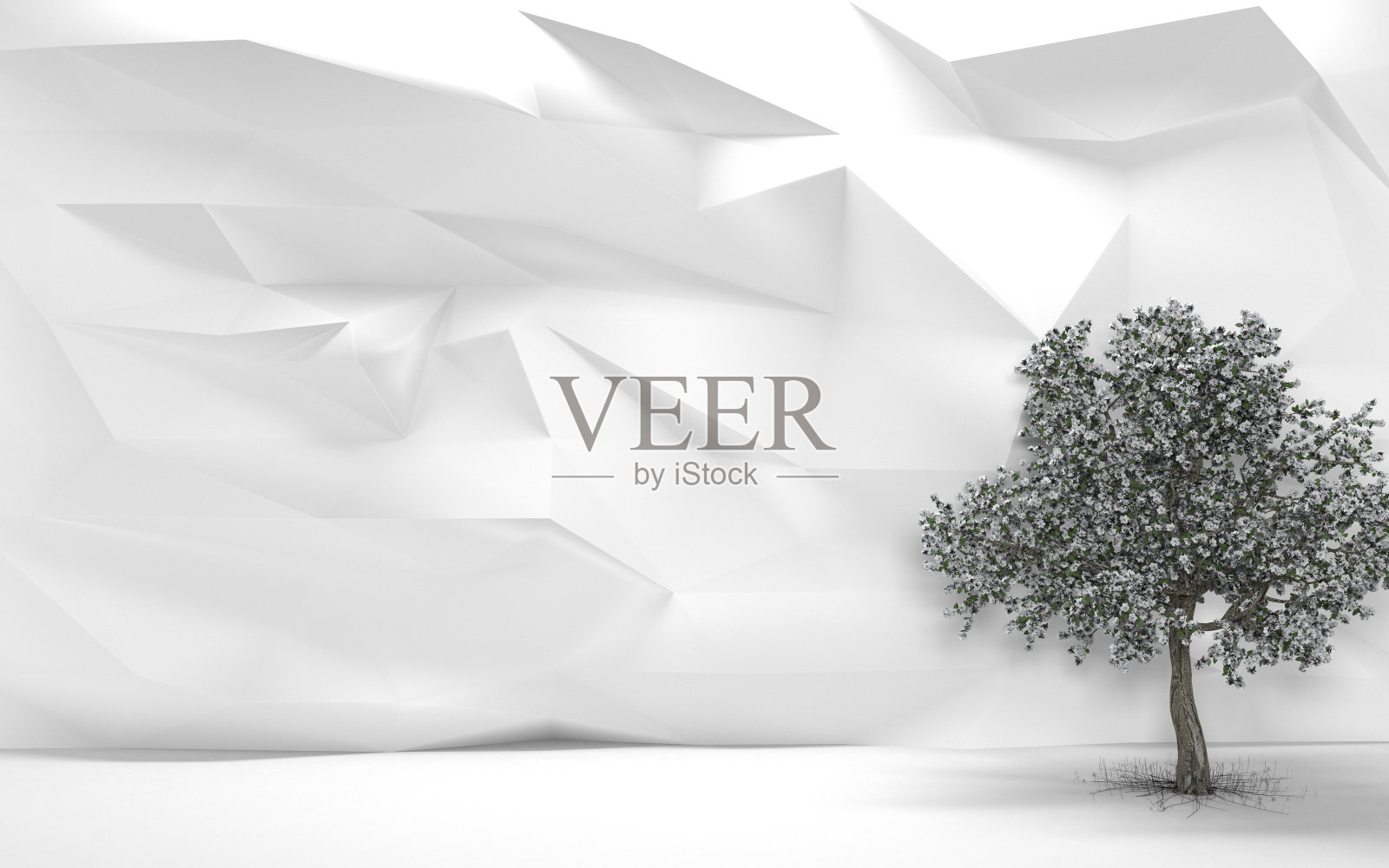 白墙樱桃树照片摄影图片