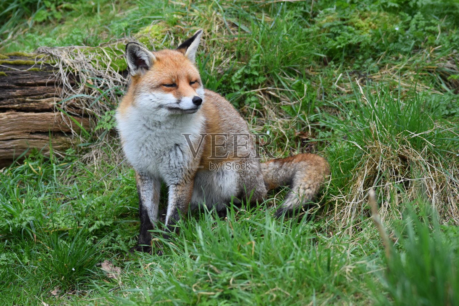 红狐狸照片摄影图片