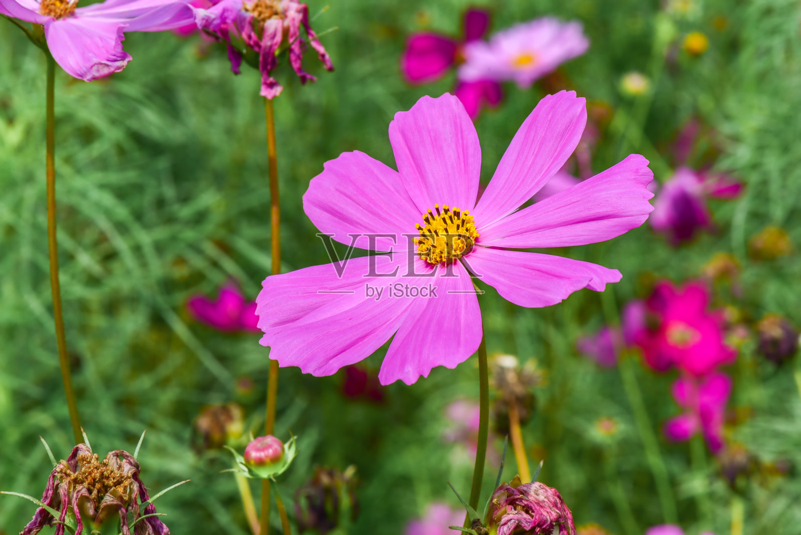 美丽的宇宙花照片摄影图片
