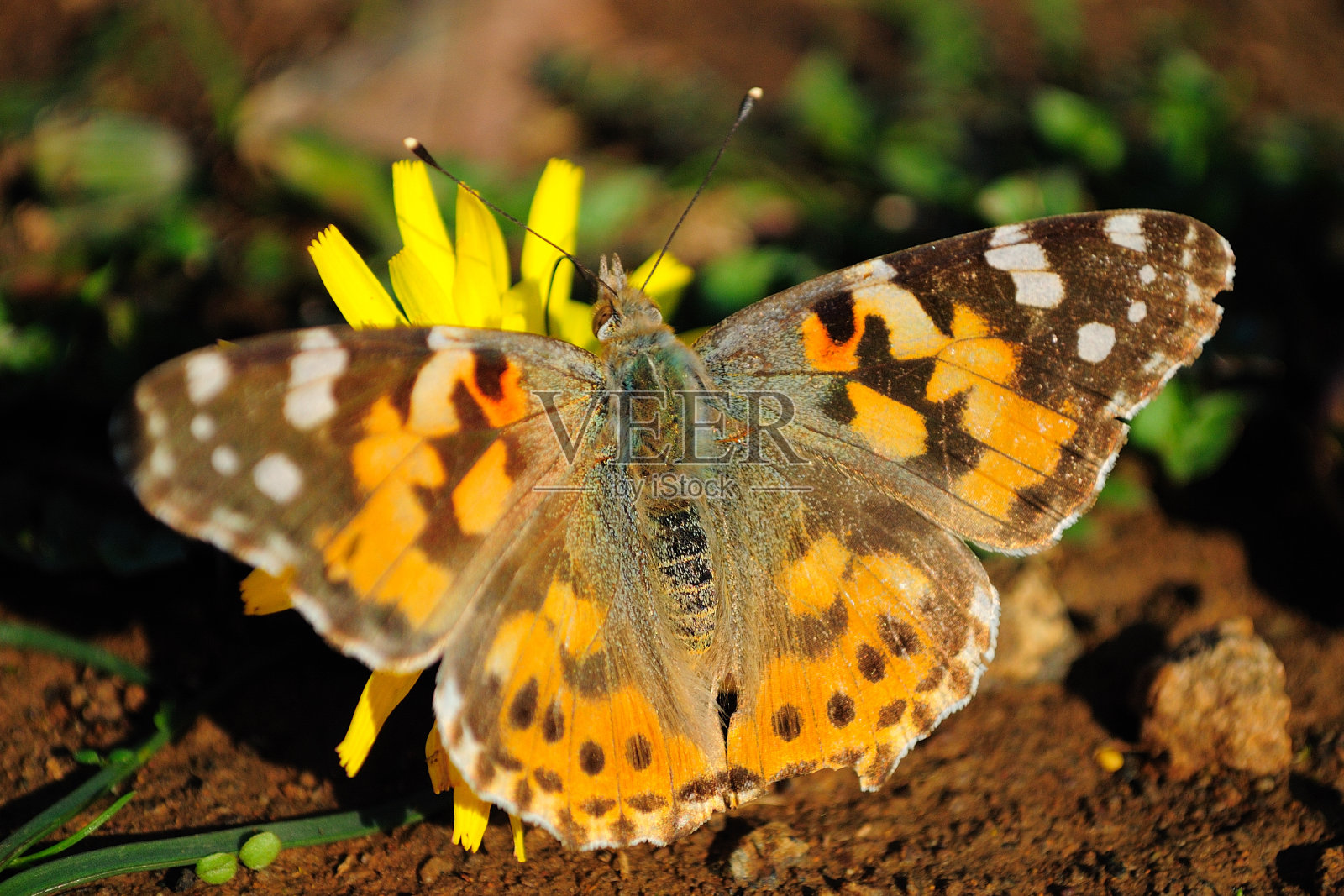 蝴蝶。照片摄影图片
