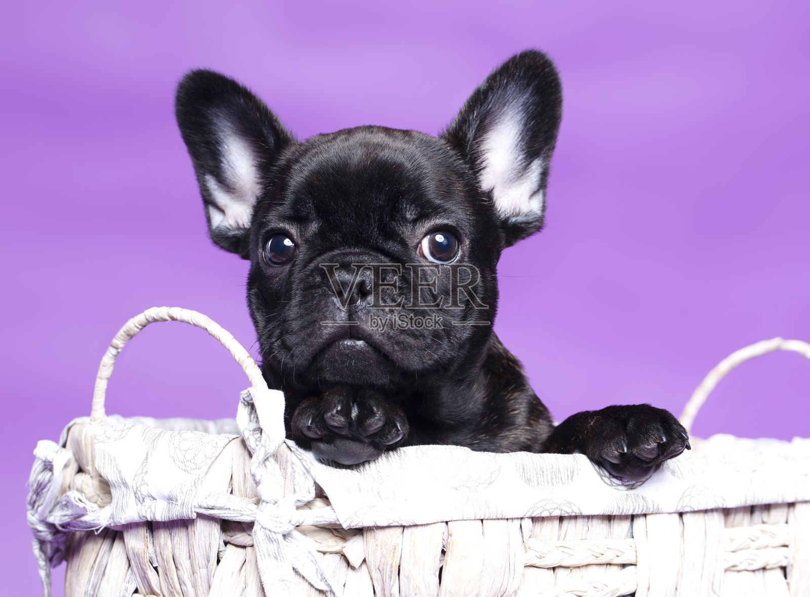 小狗法国斗牛犬照片摄影图片