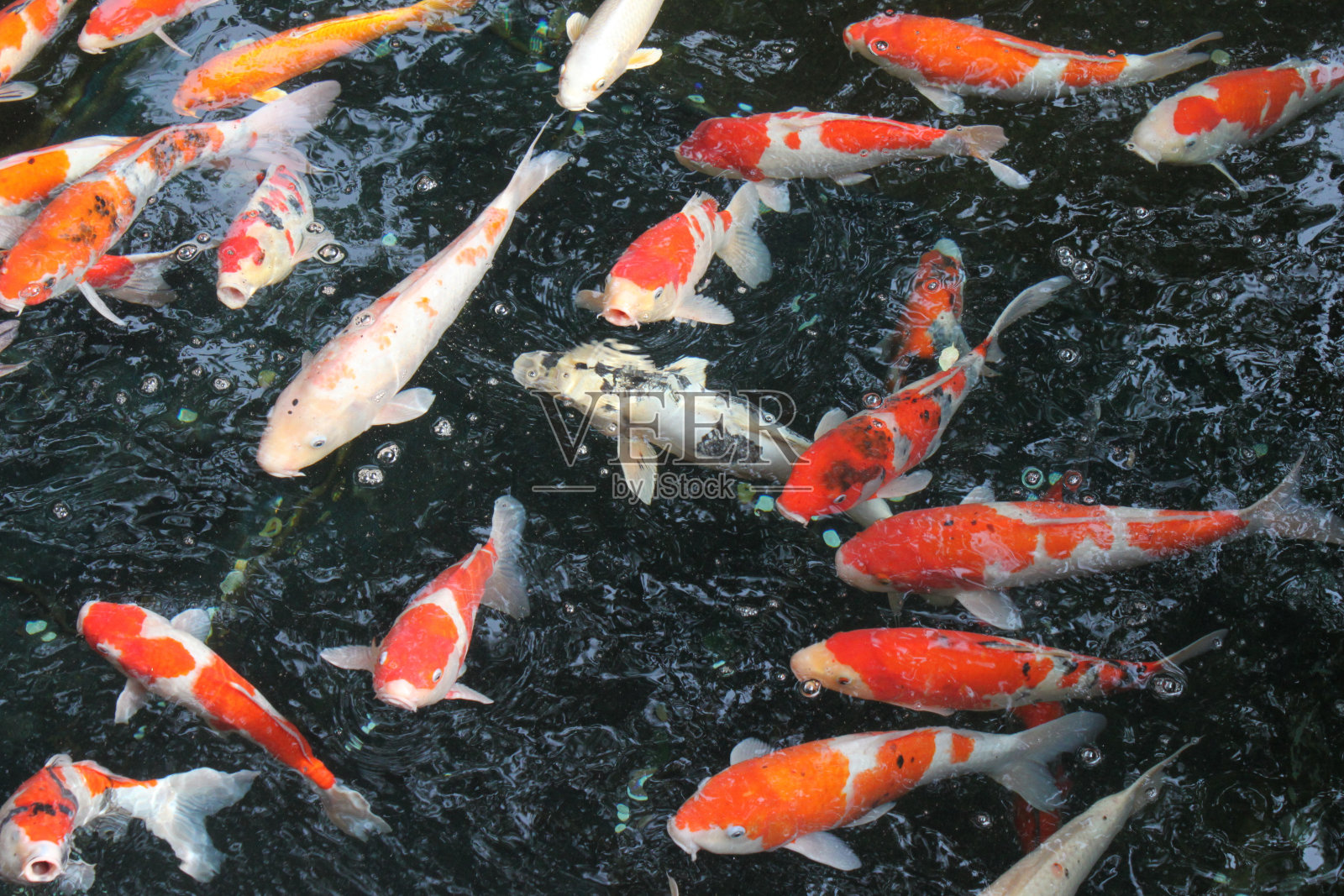 五颜六色的锦鲤照片摄影图片