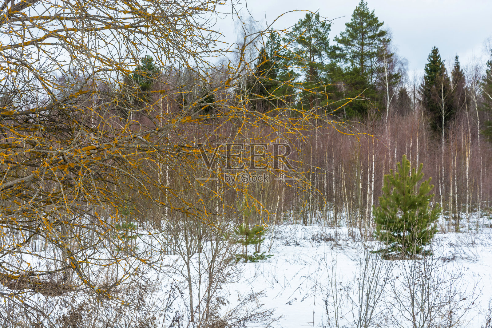 树枝上浓密地覆盖着橙色地衣。照片摄影图片