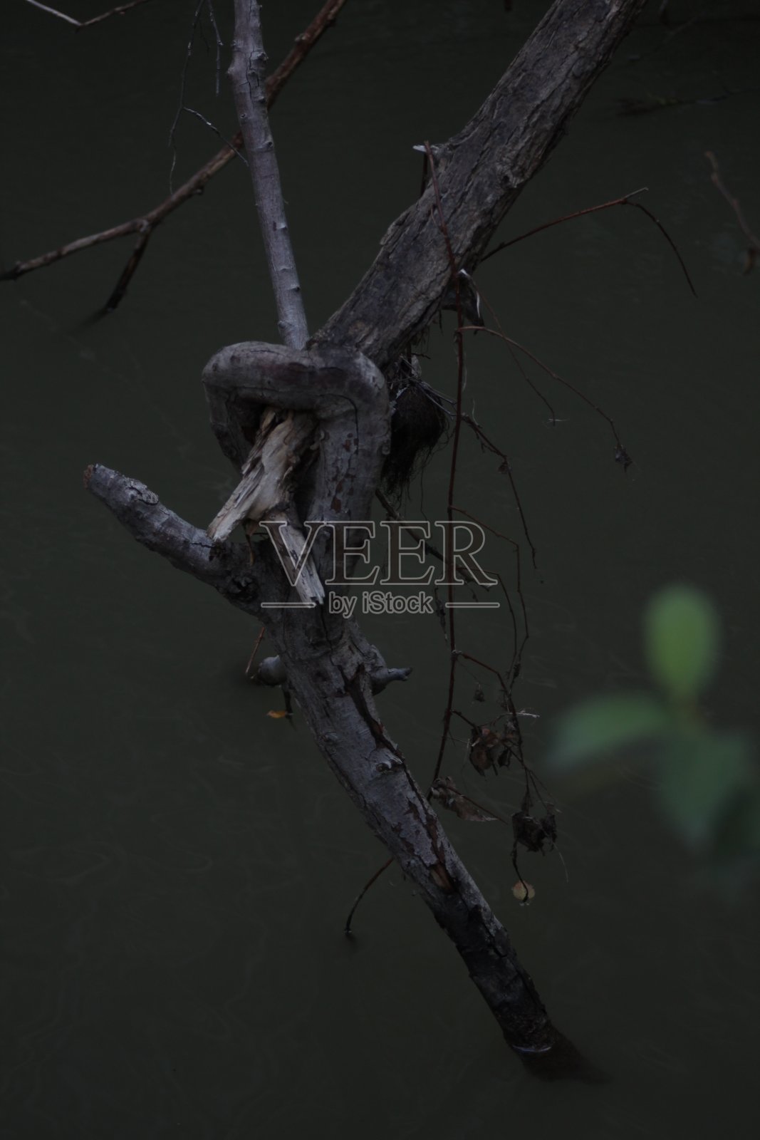 秋天小溪里的小树枝照片摄影图片