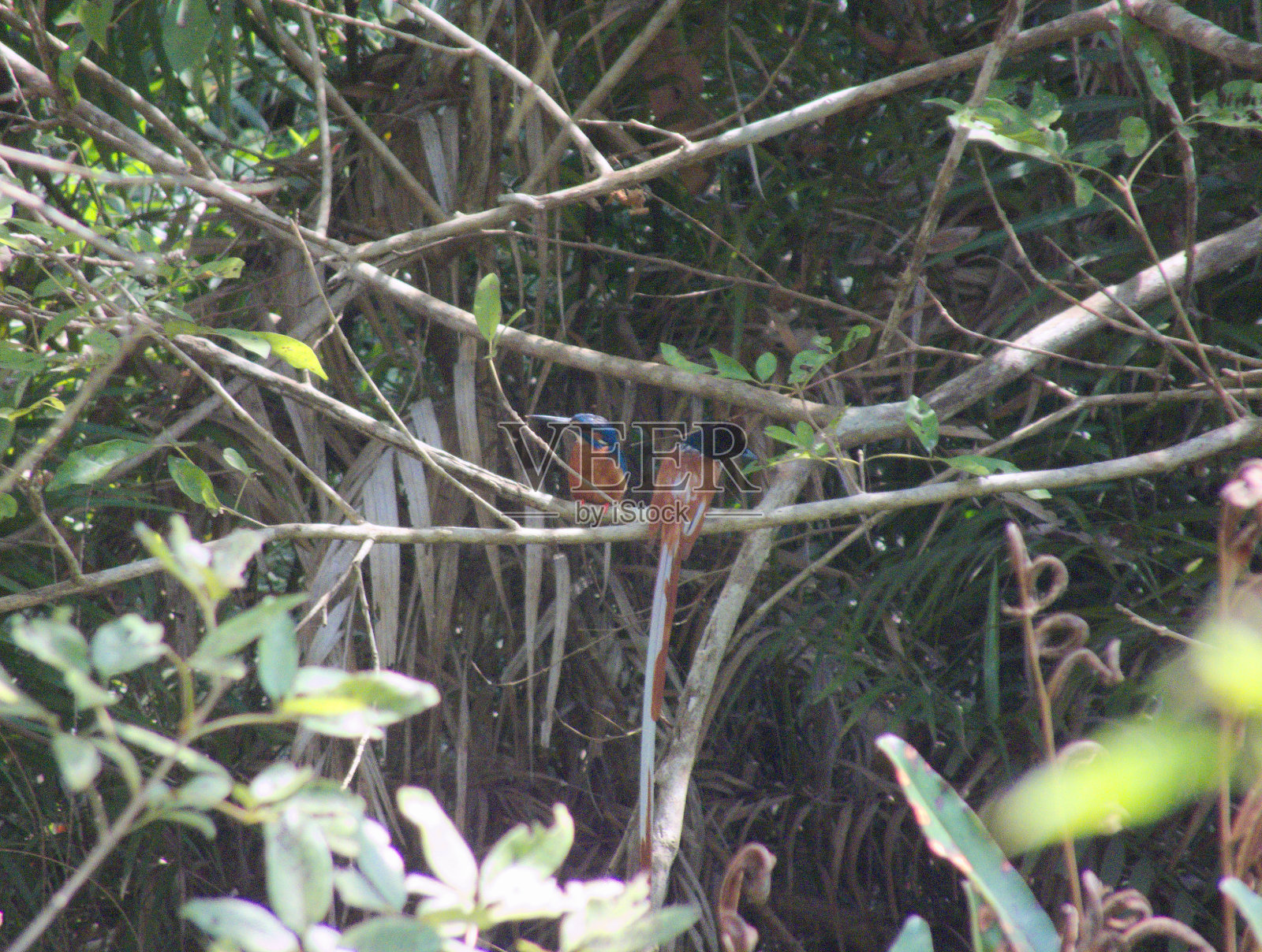 亚洲天堂捕蝇鸟与翠鸟坐在一起照片摄影图片
