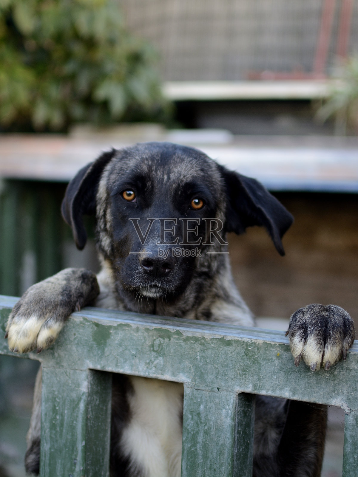 鲍勃照片摄影图片