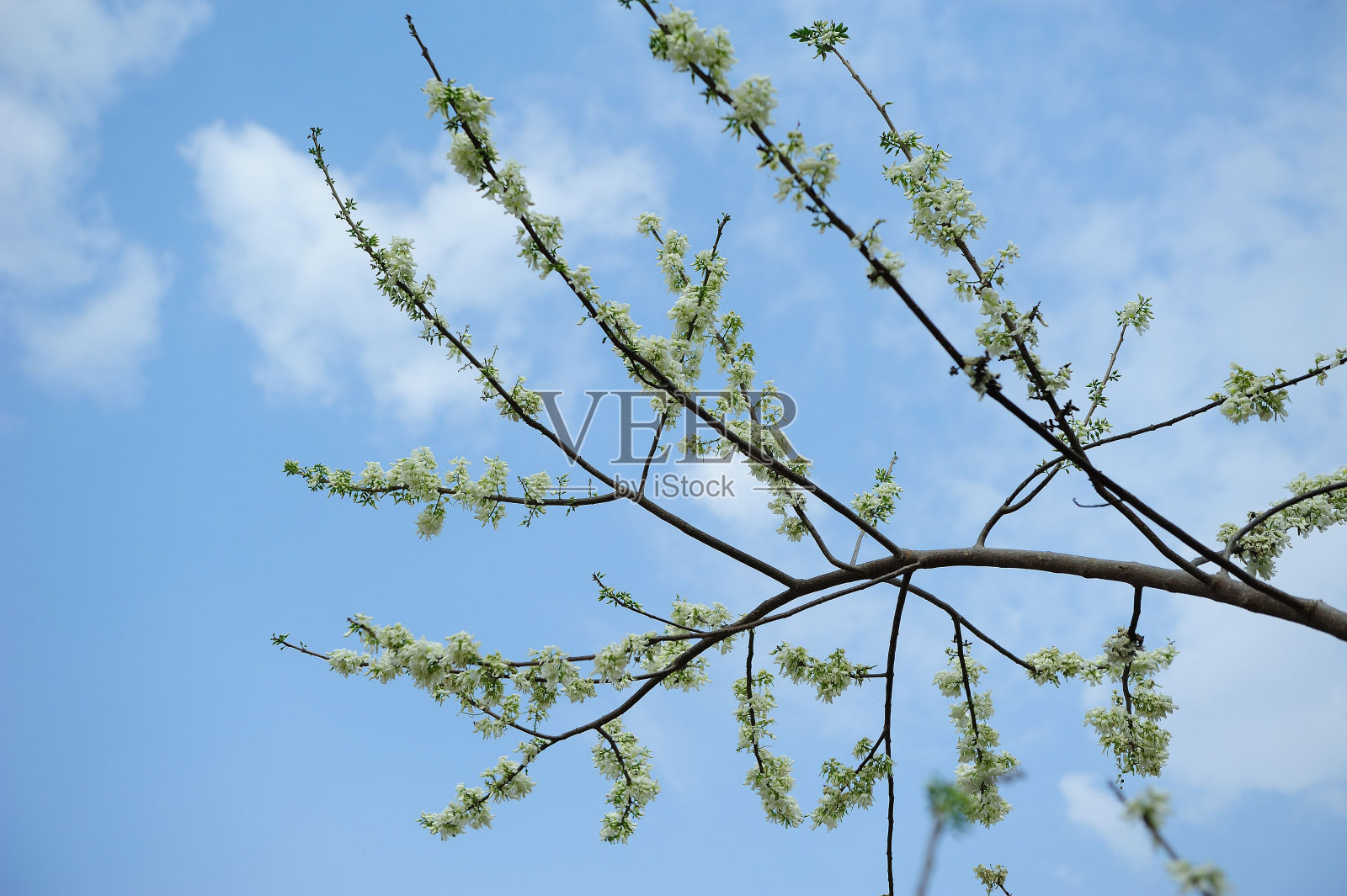 鲜花盛开的时候照片摄影图片