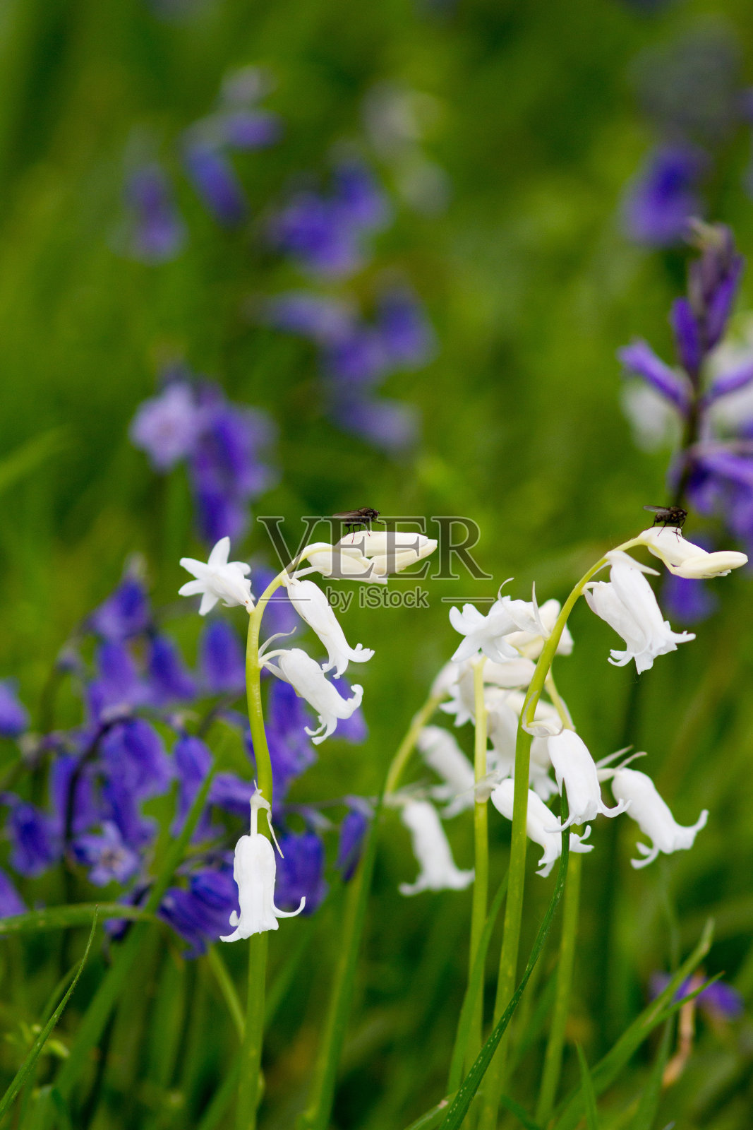 野风信子照片摄影图片