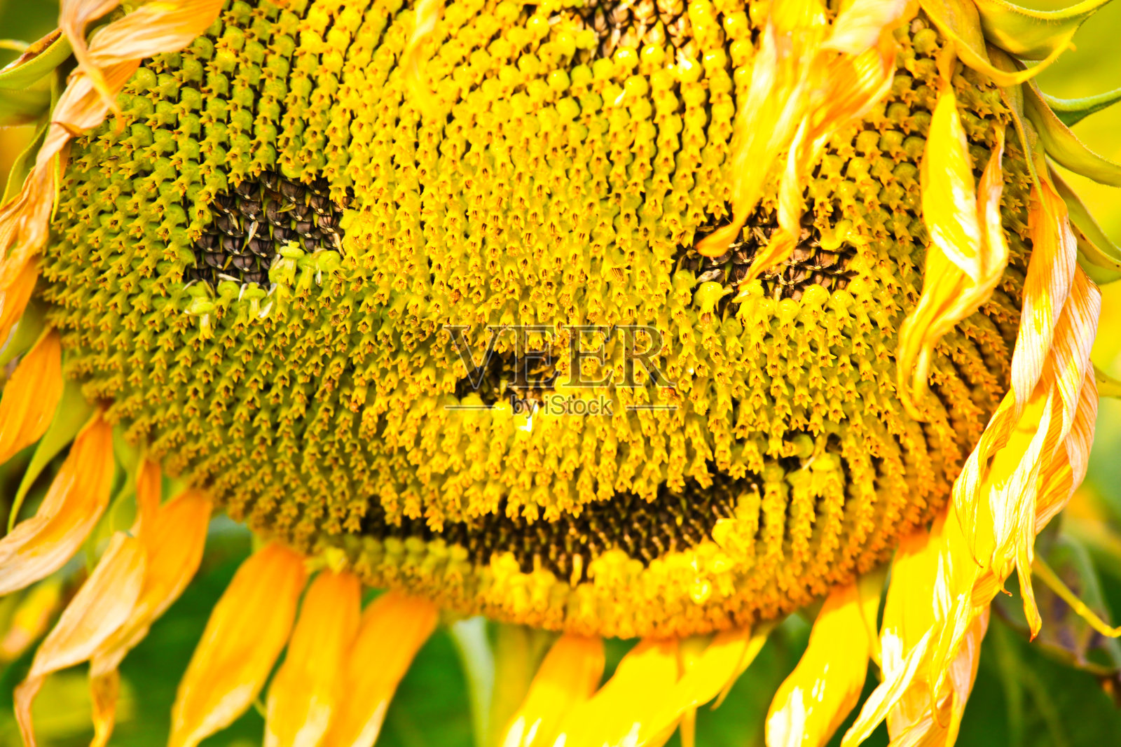 向日葵的笑脸照片摄影图片
