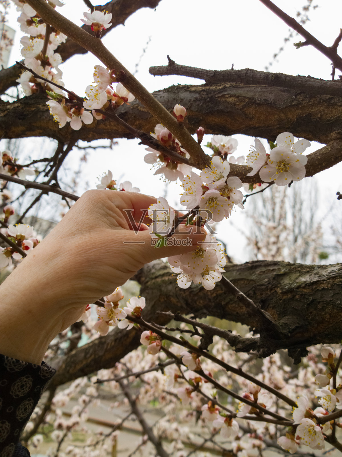 杏树开花。照片摄影图片