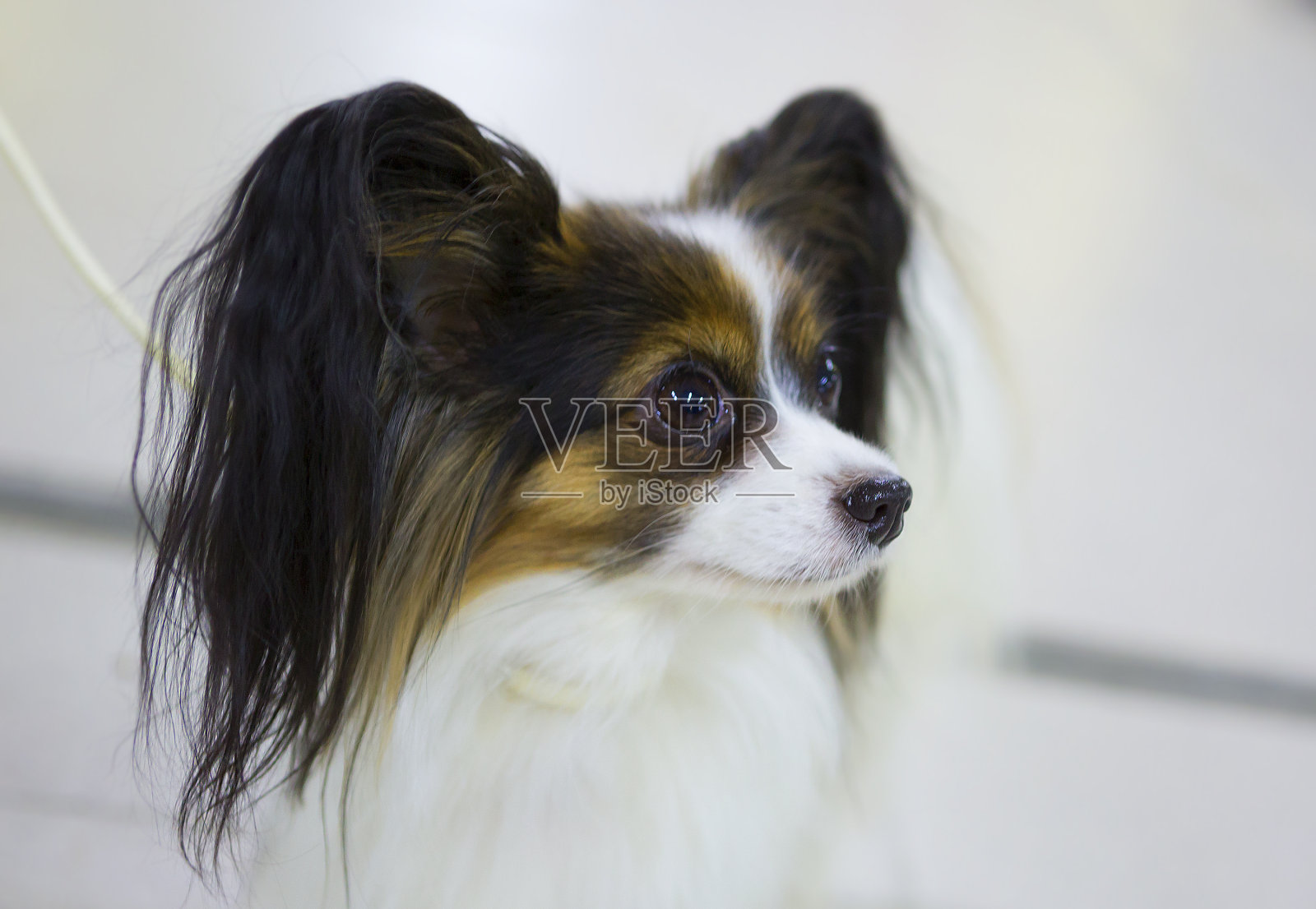 这只狗的品种是蝴蝶犬照片摄影图片