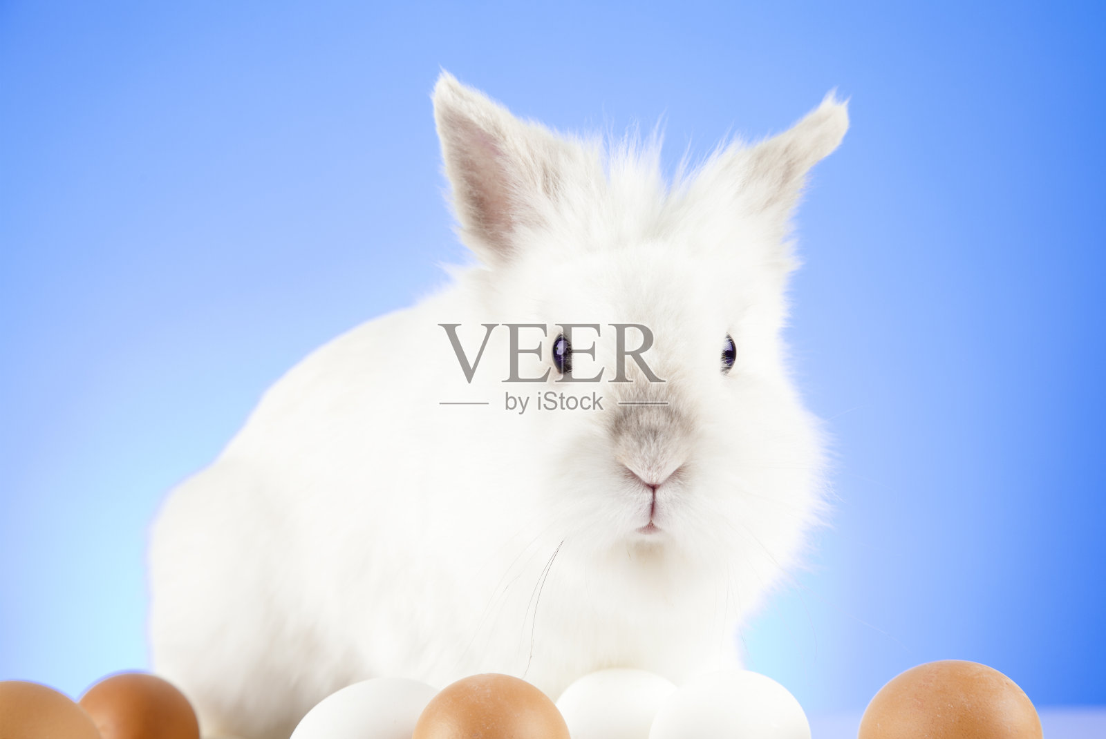 复活节兔子照片摄影图片